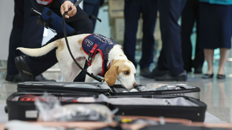 Corea del Sur utiliza un perro detector de chinches con los atletas que vuelven de París