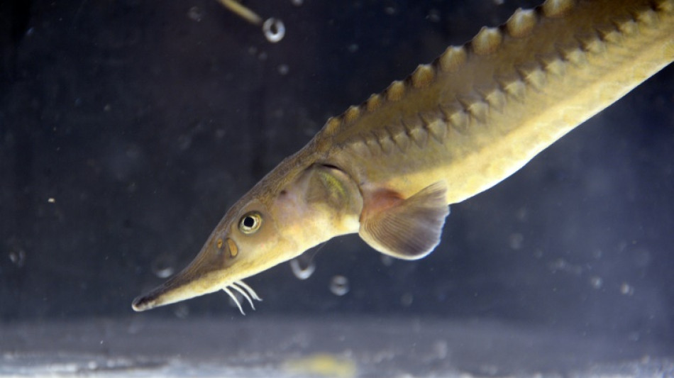 Zustand von Süßwasserfischen in Deutschland deutlich verschlechtert