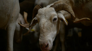 Fièvre catarrhale ovine: 41 foyers dans 6 départements du nord de la France confirmés