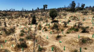 Chili : la renaissance d'un jardin botanique avec des espèces résistantes aux incendies