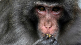 Capturan y matan a un macaco que atacaba a los habitantes de un pueblo japonés