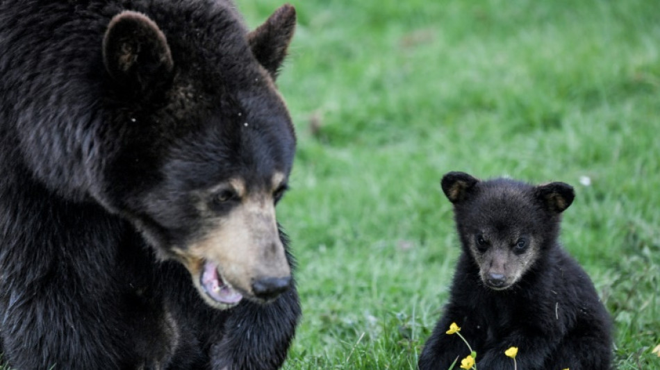 Su-bear-ru: Bear spends night in US couple's car