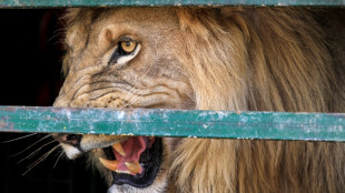 Once-starving lions roar back to life in Sudan sanctuary