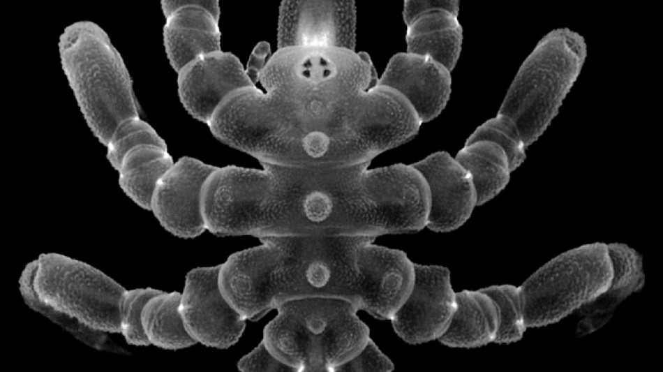 Des arthropodes marins capables de faire repousser des parties de leur anatomie