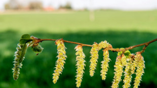 Pollen: les trois quarts du pays en alerte rouge