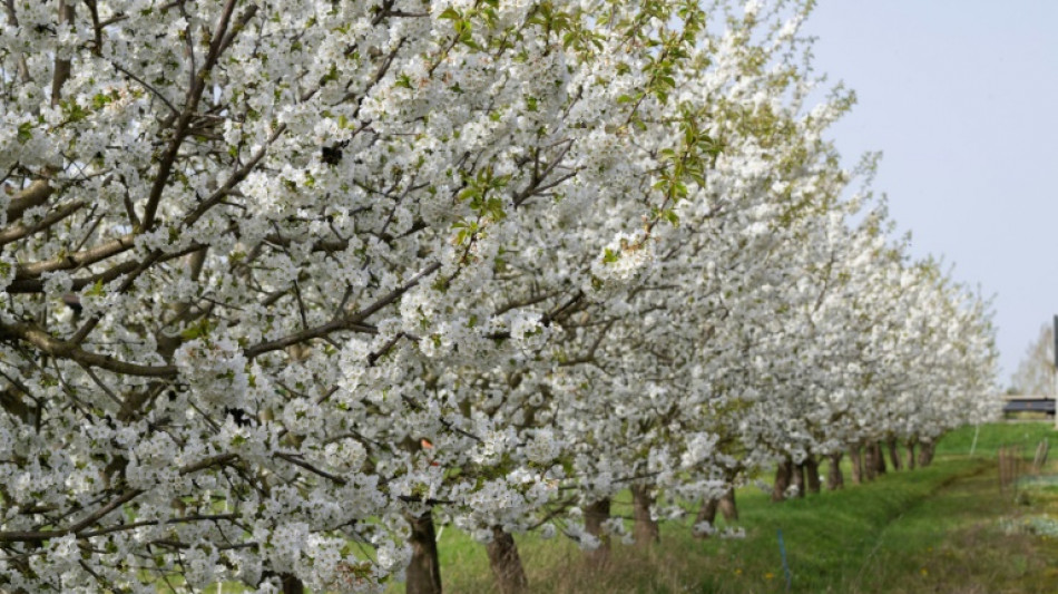 Obstbauern erwarten eher schlechte Kirschenernte - starke regionale Unterschiede