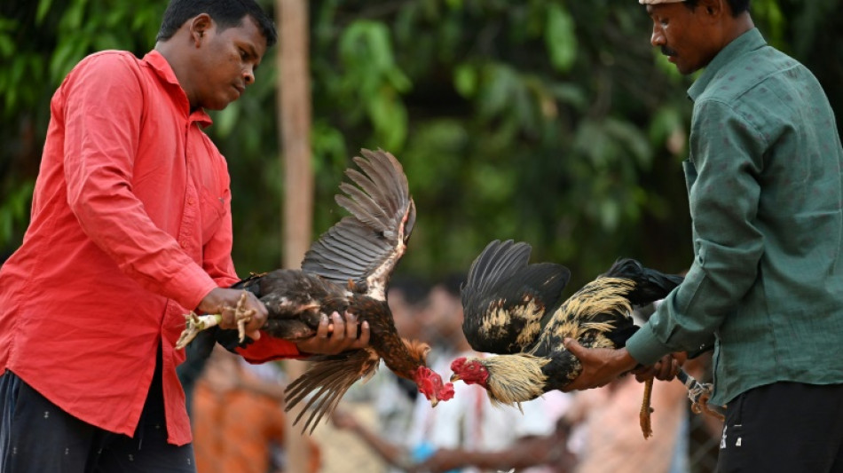 Cockfights still rule the roost in India's forest villages