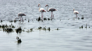 Cinéma: une société de production jugée pour la destruction de nids de flamants roses