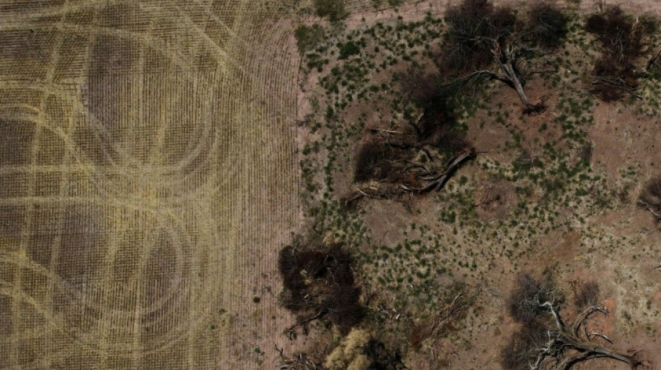 Les cicatrices du Gran Chaco, "l'autre" déforestation d'Amérique du Sud