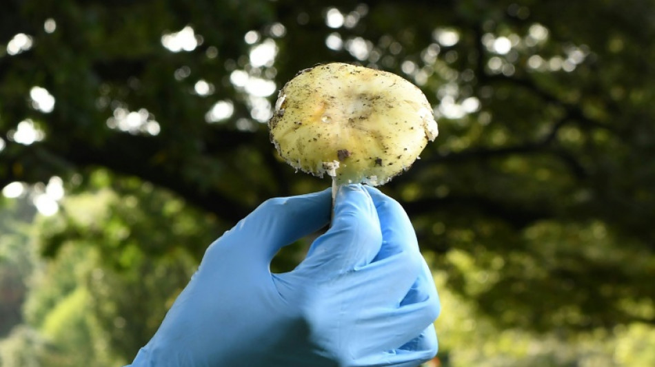 Possible antidote discovered for deadliest mushroom: study