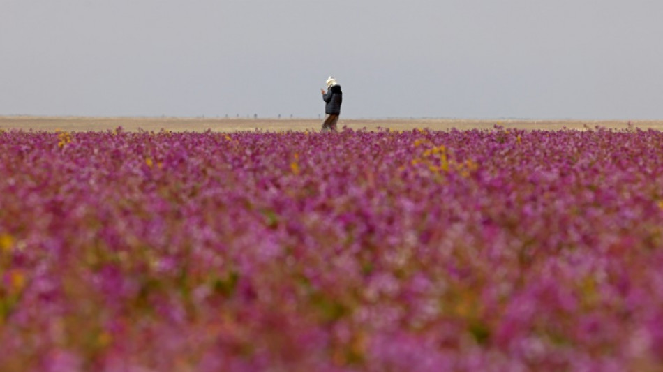 En Arabie saoudite, le rare spectacle d'un désert tapissé de fleurs mauves