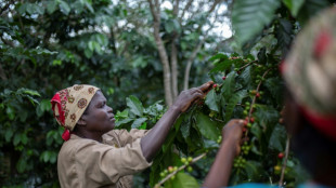 Le café au secours de la forêt tropicale du Mozambique