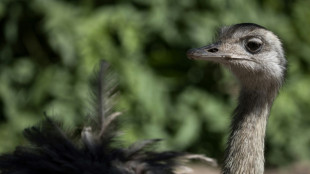 Aus Gehege ausgebüxt: Aggressiver Emu in Thüringen erschossen 