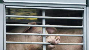 Einsatz von Antibiotika in der Tiermedizin um 10,1 Prozent gesunken