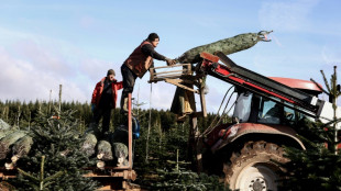 Epineuse fin d'année pour les producteurs de sapins belges