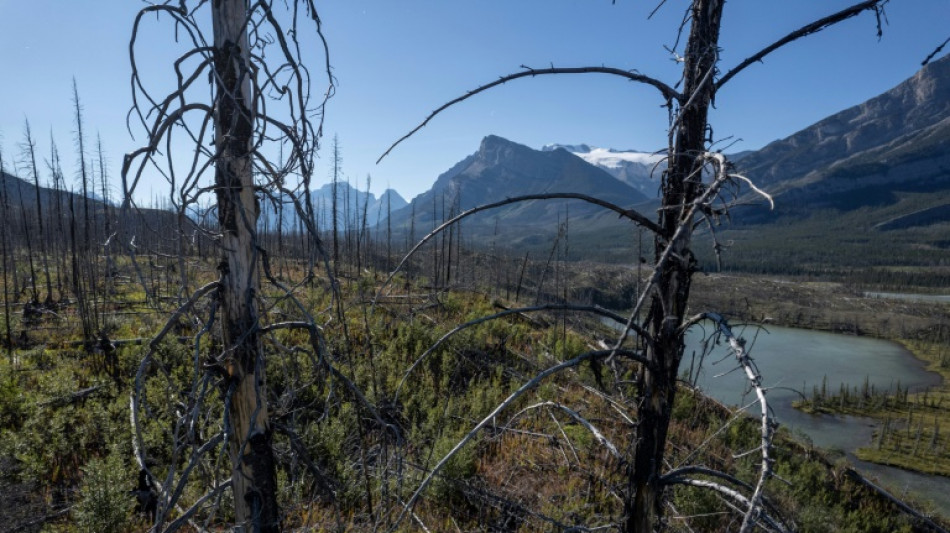 La forêt boréale brûle de plus en plus, et c'est un problème pour le climat