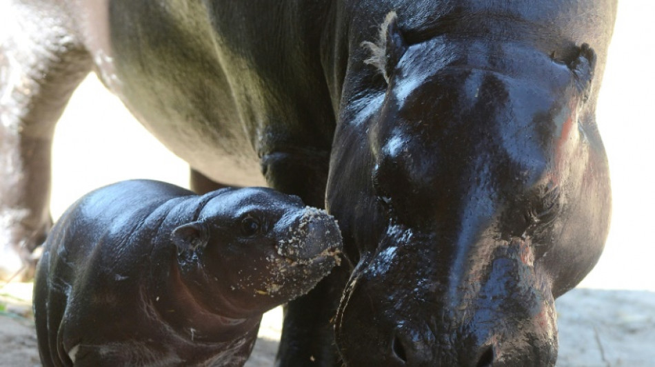 Klein wie ein Mischbrot: Nachwuchs bei Zwergflusspferden in Berliner Zoo