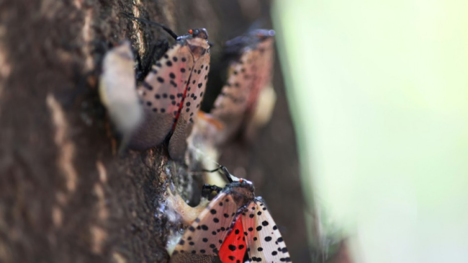 Mosca-lanterna-pintada, um inseto invasor que ameaça a agricultura nos EUA