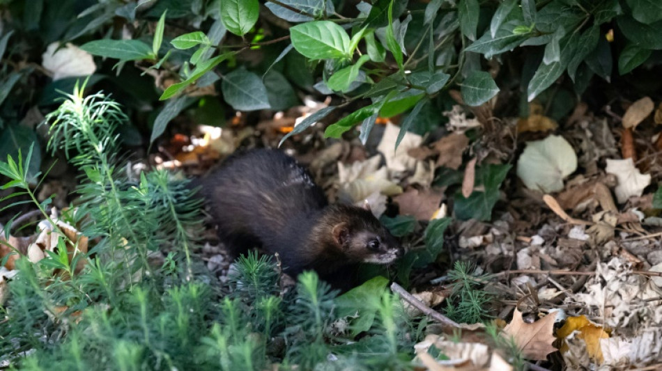 Marseille renouvelle son partenariat avec les furets pour chasser les rats   