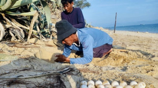 Vietnam, nuovo nido tartarughe marine dopo anni di assenza