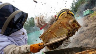 How climate funds helped Peru's women beekeepers stay afloat