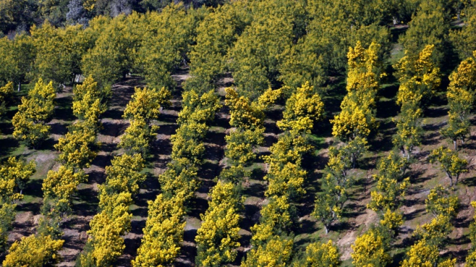 Sur la Côte d'Azur, le mimosa, régal pour les touristes, poison pour les massifs