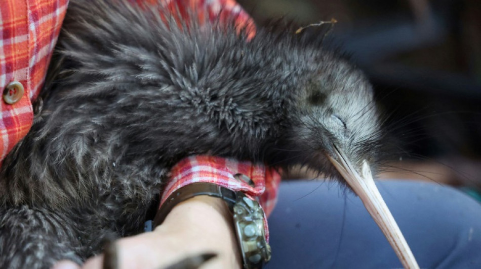 Nueva Zelanda se moviliza para salvar a su icónica ave, el kiwi