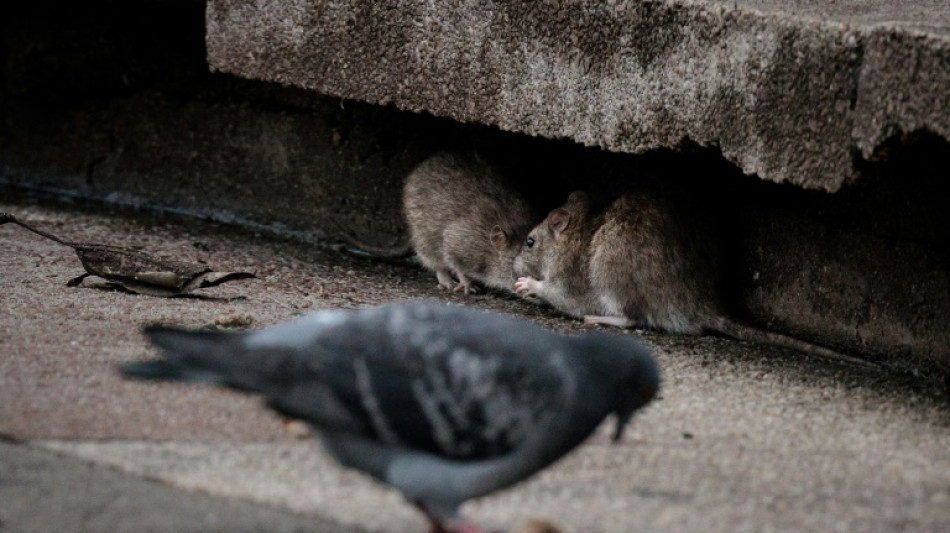 Paris prepares warm Olympics welcome -- except for rats