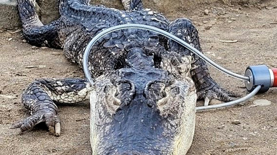 Alligator captured in New York park, possibly 'cold shocked'