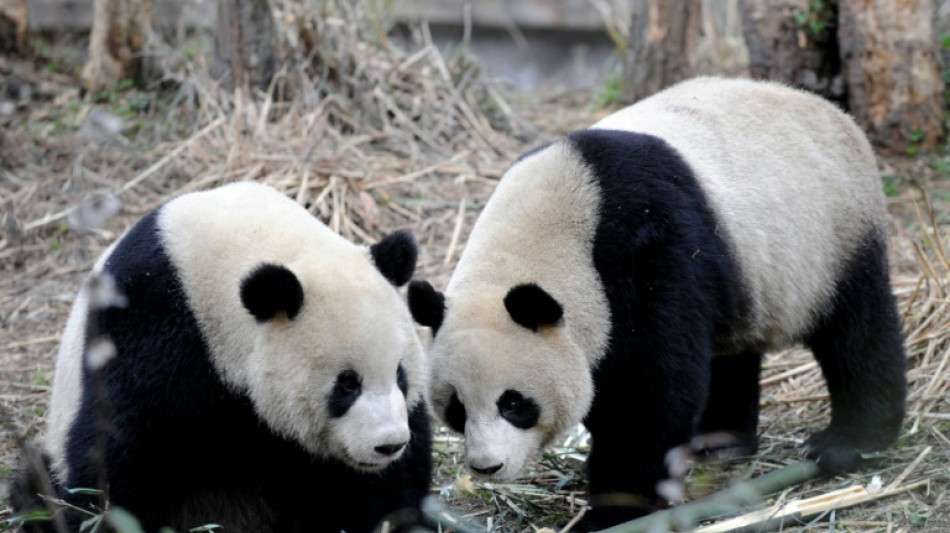 Mort du panda Tuan Tuan offert par la Chine à Taïwan