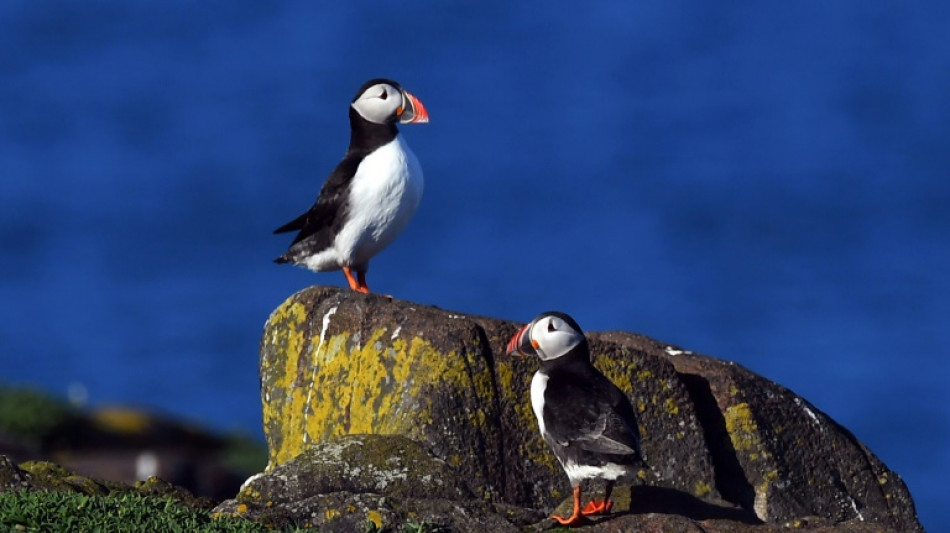 Decline in North Sea puffins causes concern