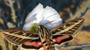 Noxious fumes at night aren't a pollinating moth's delight