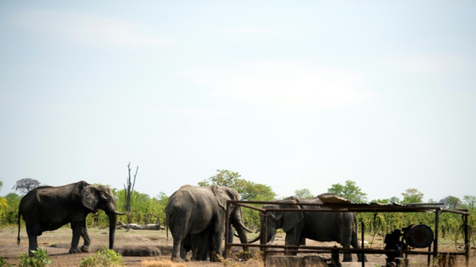 Zimbabwe: migration massive d'éléphants à cause du manque d'eau