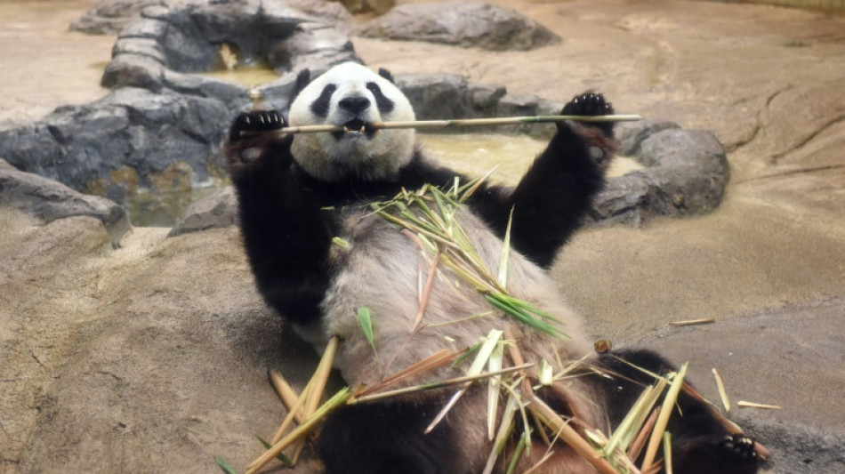 Una pareja de pandas de Tokio regresará a China