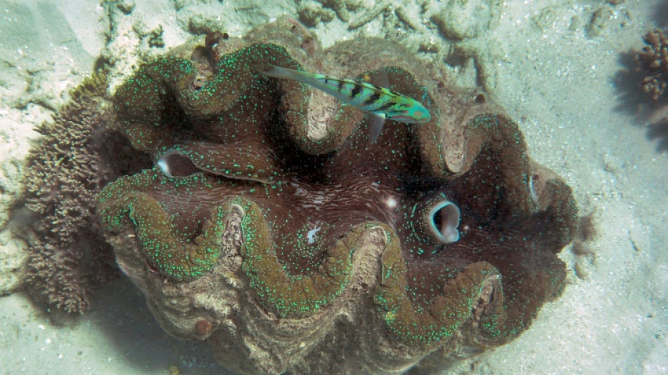 Zoll in Bayern entdeckt dutzende Hälften von geschmuggelten Riesenmuscheln