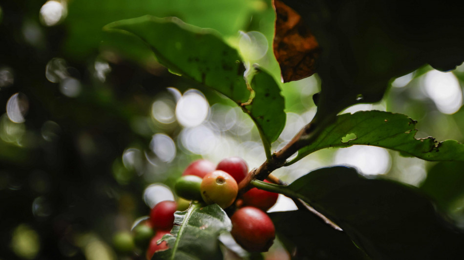 Nuovo massimo per il caffè Arabica, supera i 3 dollari a libbra