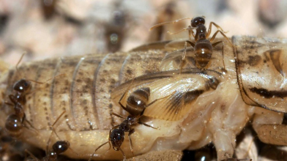 Des scientifiques ont découvert un antidote naturel à une espèce invasive de fourmis aux Etats-Unis