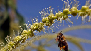 I pesticidi primi nemici della biodiversità,a rischio 800 specie