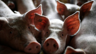 Schweinebestand erstmals seit Ende 2020 wieder leicht gestiegen