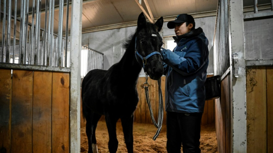 Cloned horse raises hopes for equestrian sports in China