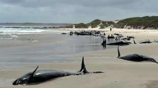 Australie: plus de 150 dauphins s'échouent sur une plage de Tasmanie