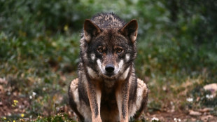 La caza del lobo, permitida de nuevo en el norte de España