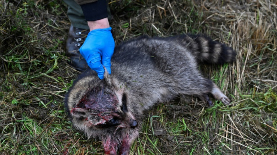 Le raton laveur, hôte de plus en plus envahissant en Belgique