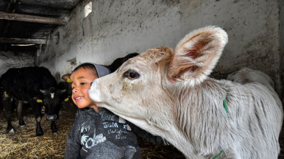 Tunisia milk market 'collapsing' as feed prices soar