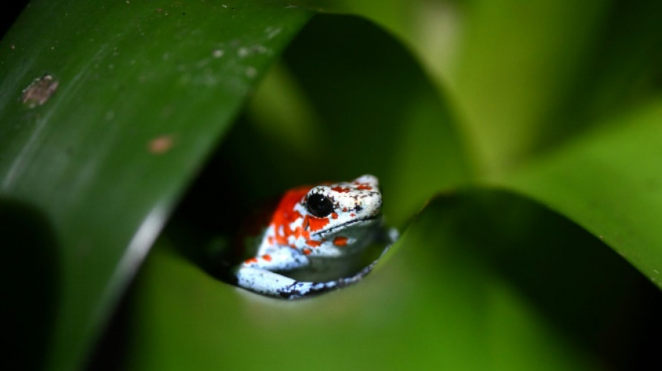 "Paz con la naturaleza": una COP16 bajo amenaza guerrillera en Colombia