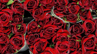 Preise rund um den Valentinstag: Schnittblumen im Februar in der Regel teurer