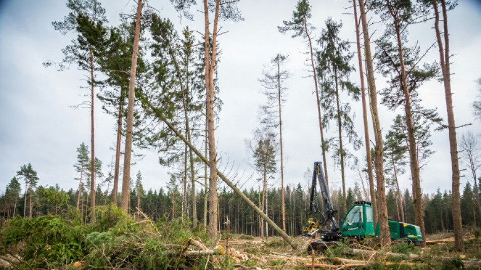 Erzeugerpreise für Rohholz erstmals seit 2014 gestiegen