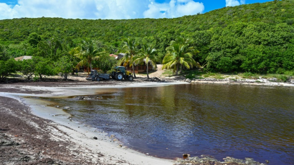 Guadeloupe: les sargasses envahissent les plages, l'Etat cherche des solutions