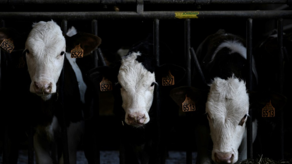 Union kritisiert Amt der ersten Tierschutzbeauftragten der Bundesregierung