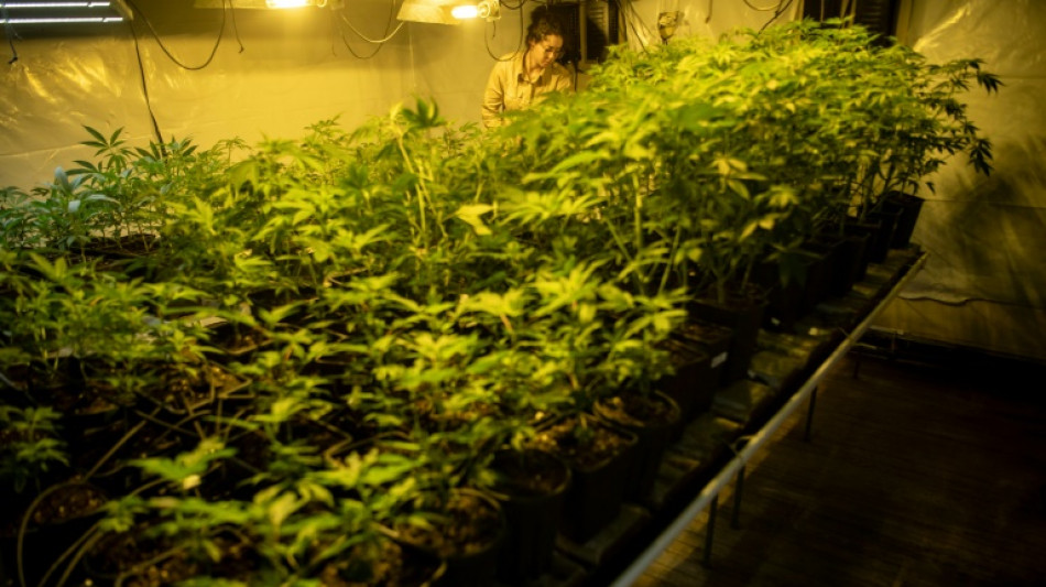 Spanish court opens probe into  cannabis 'Ponzi scheme'